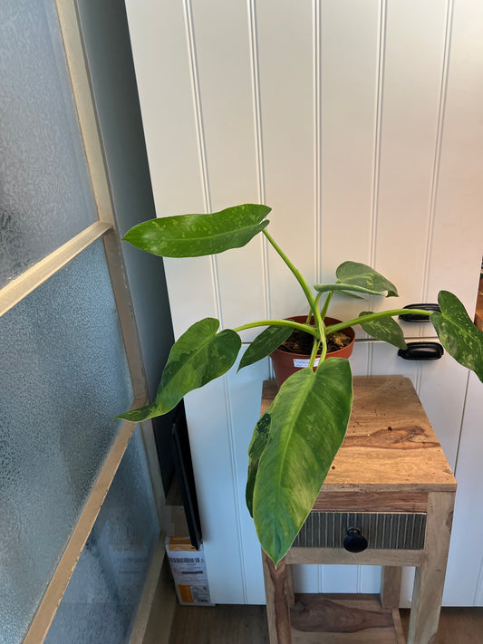 Philodendron jose bueno