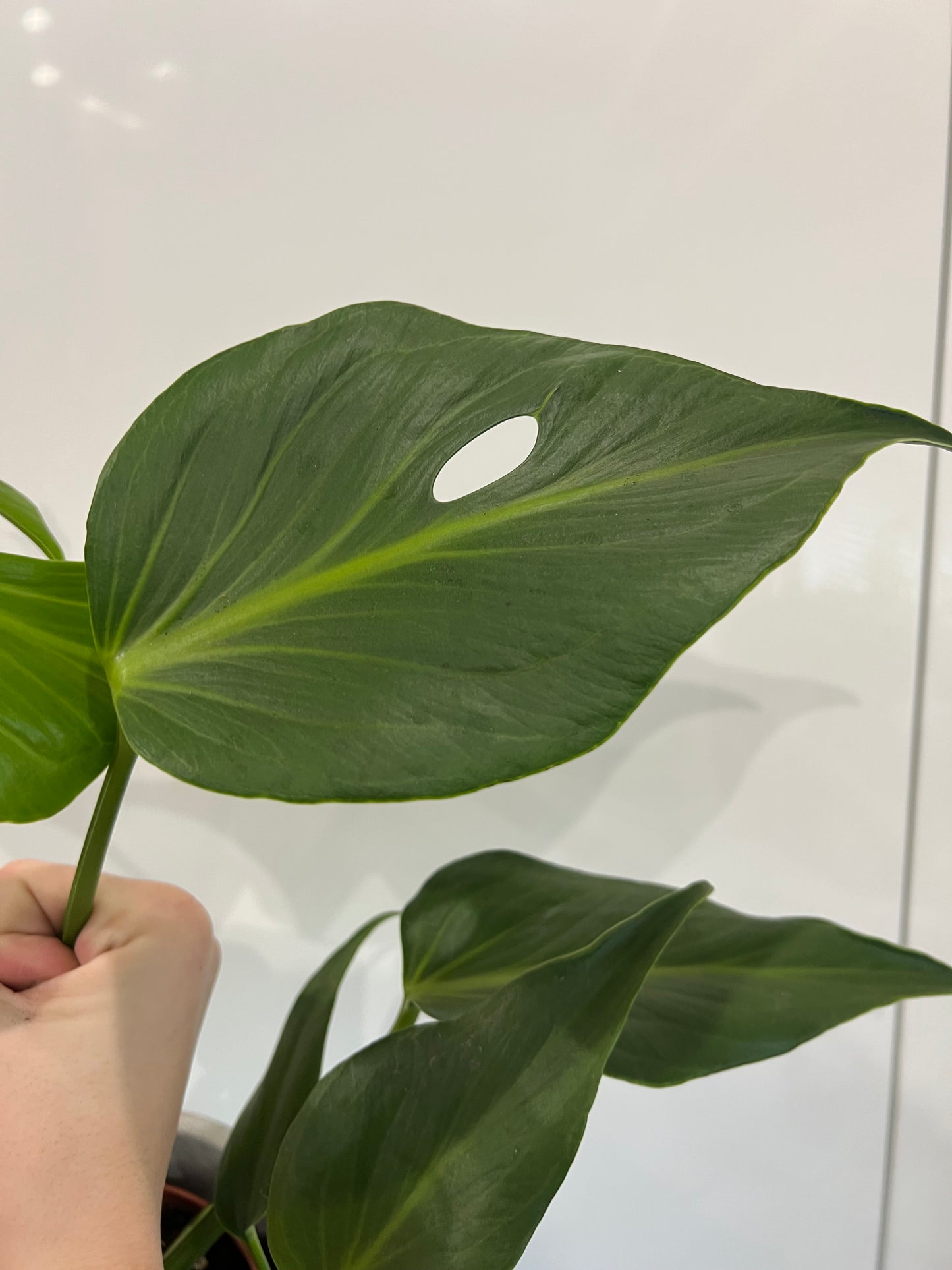 Monstera burle marx flame