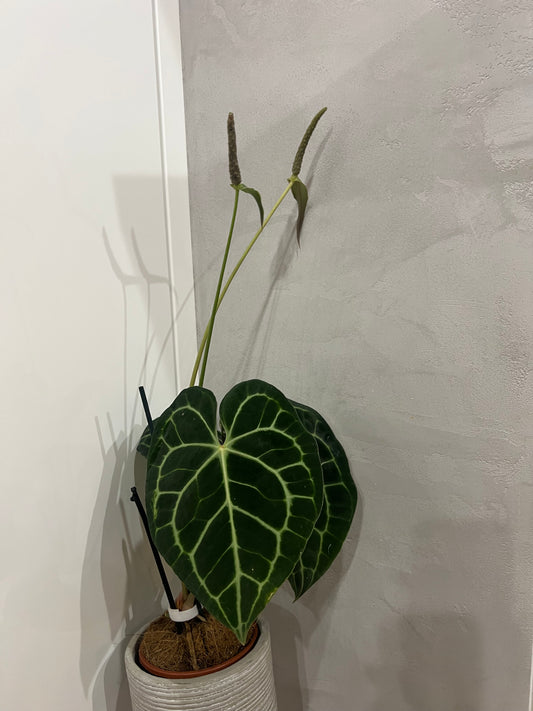 Anthurium clarinervium