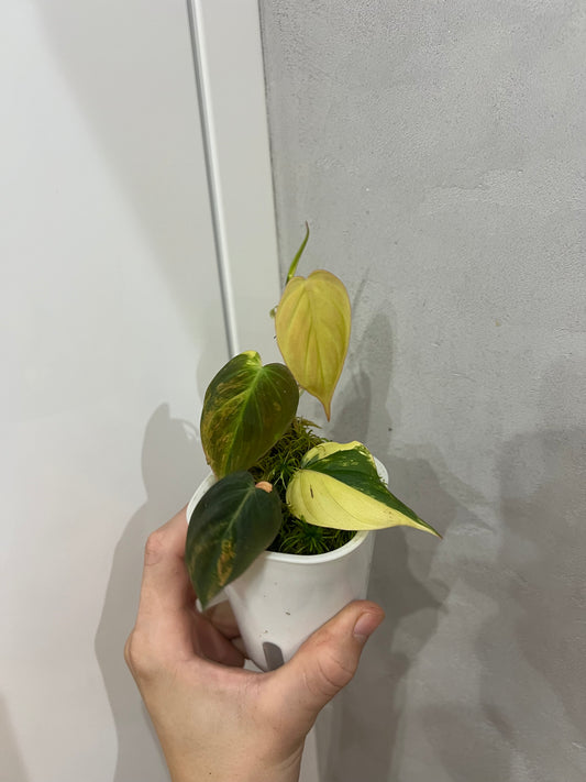 Philodendron micans aurea variegated