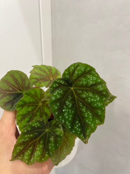 Begonia pseudoedulis 'Shiwanshan'