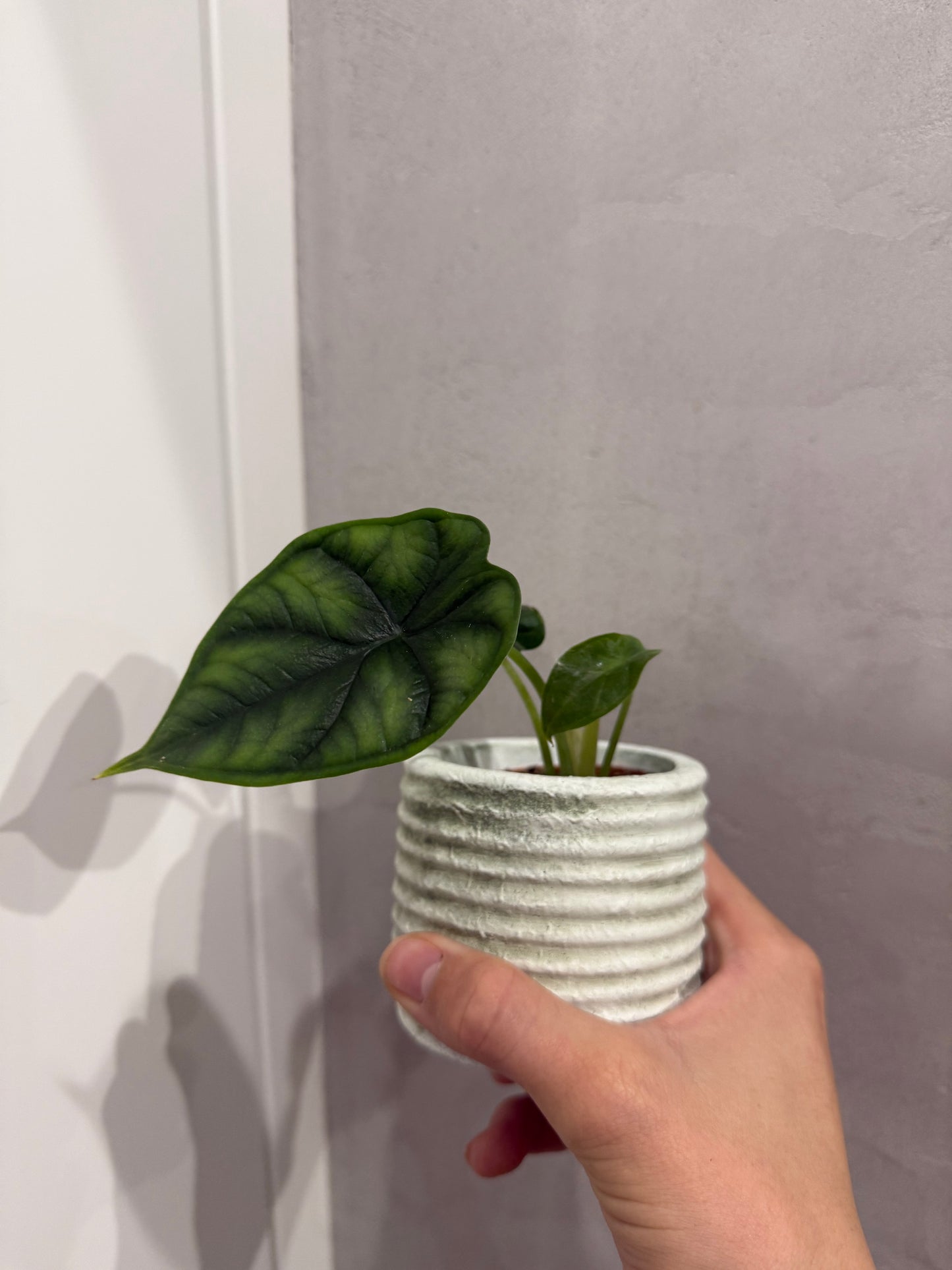 Alocasia Dragon Scale