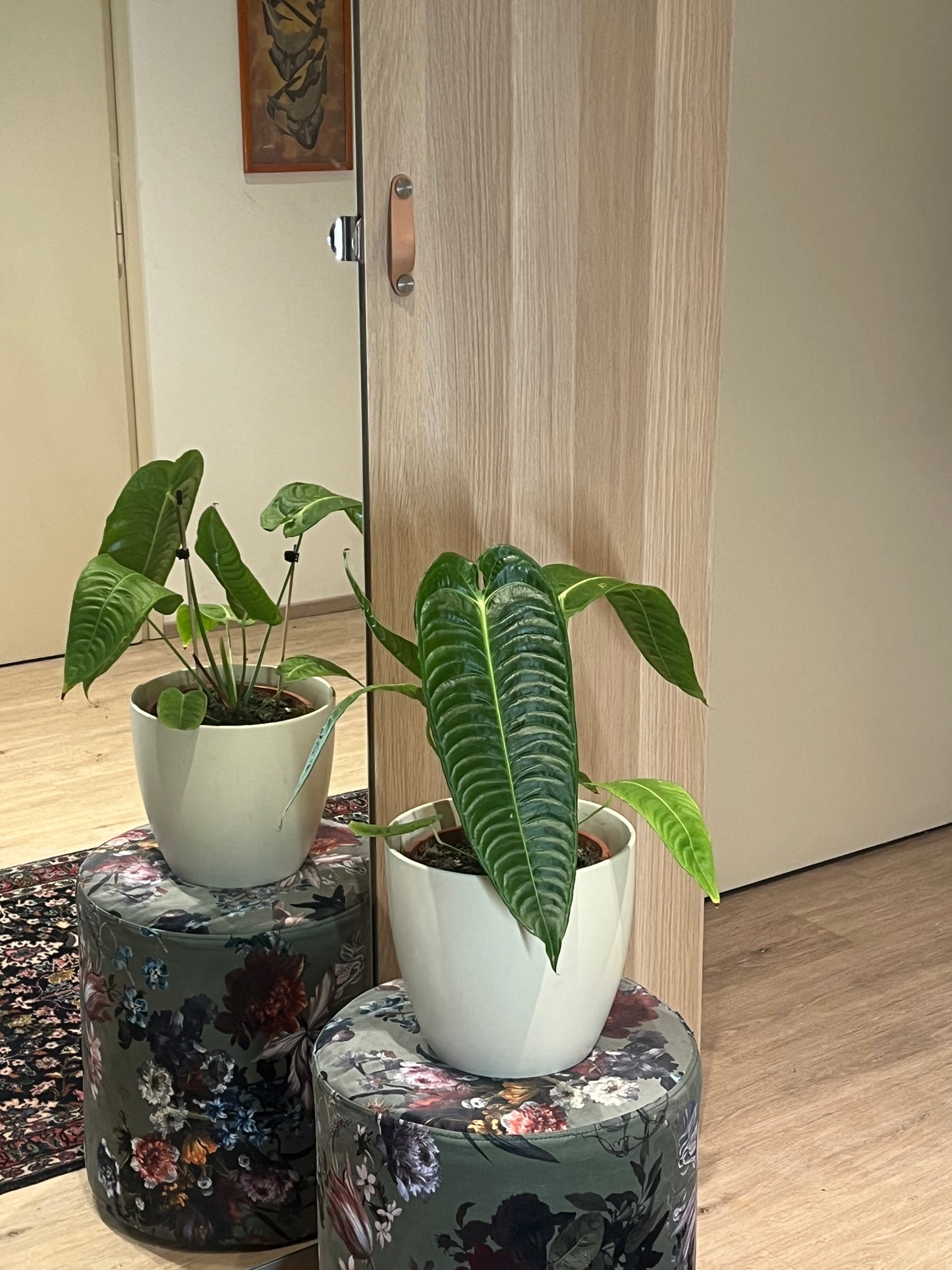 Anthurium veitchii (veliké)