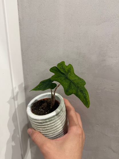 Alocasia jacklyn