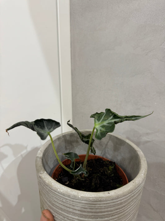 Alocasia „Loco”