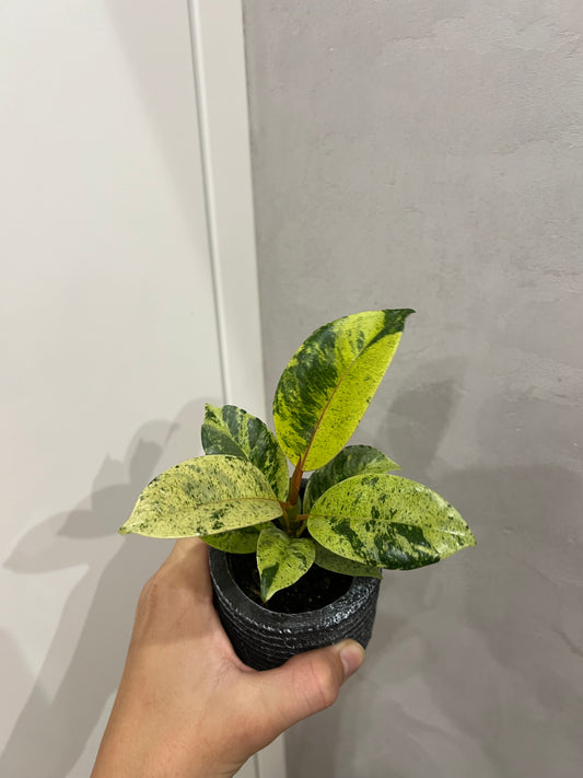 Ficus elastica ‘Shivereana’