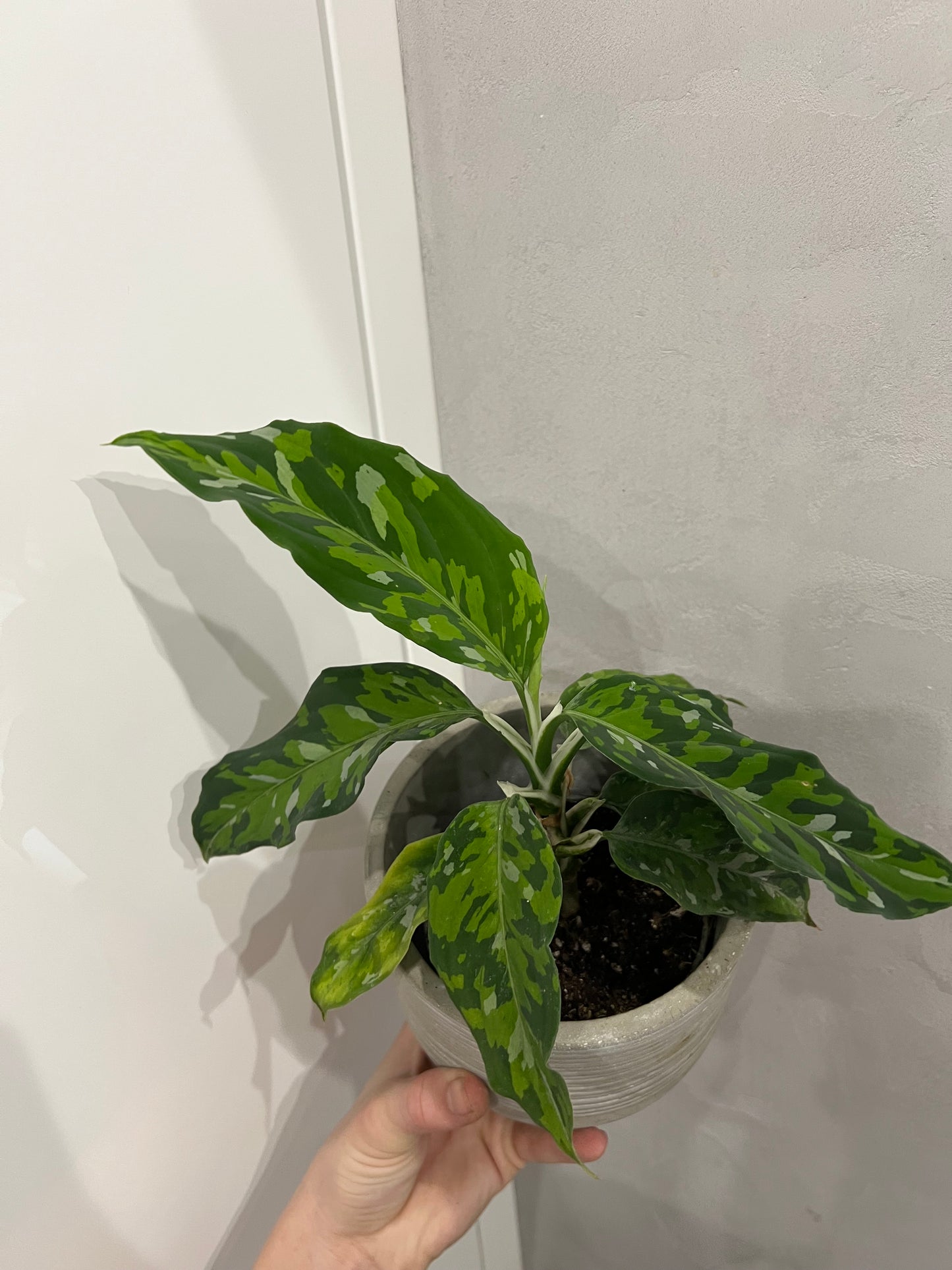 Aglaonema Pictum Tricolor
