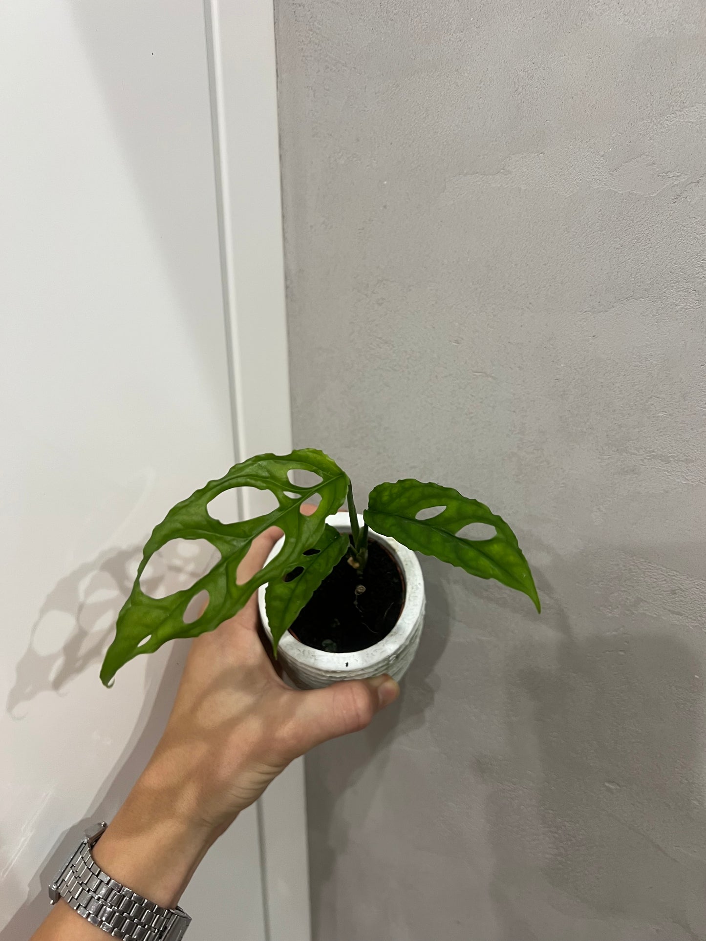 Monster obliqua