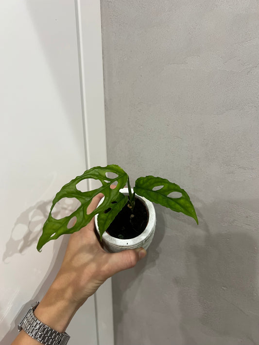 Monster obliqua