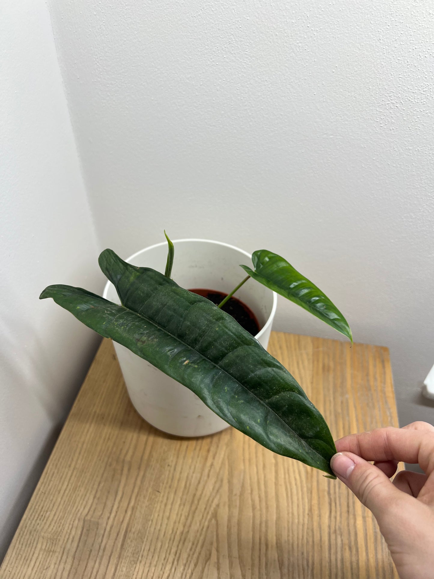 Philodendron Felix