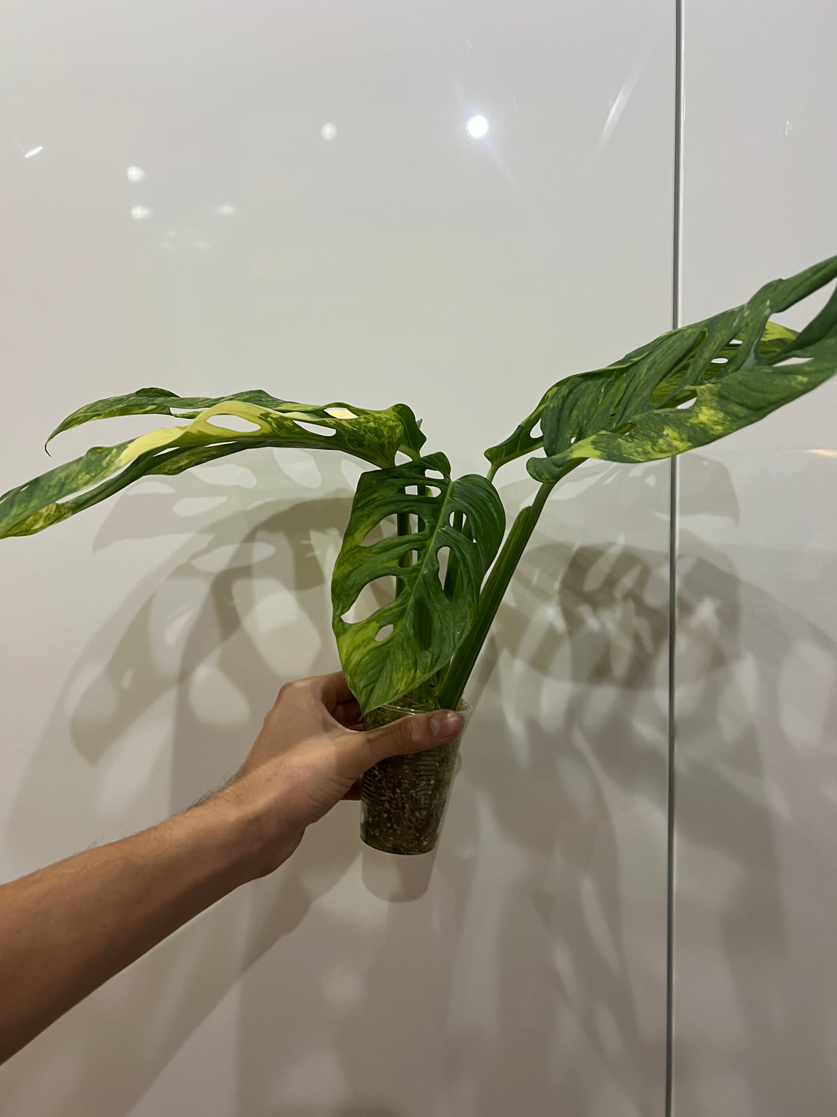 Monstera Obliqua Mayuna variegated