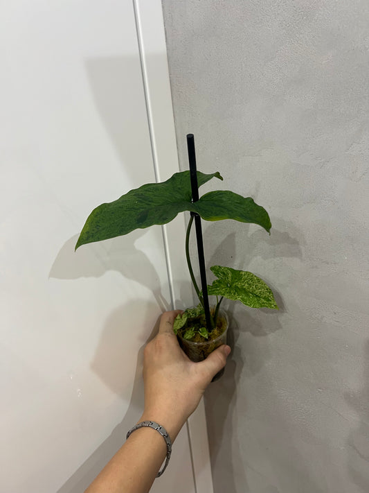 Syngonium mijito