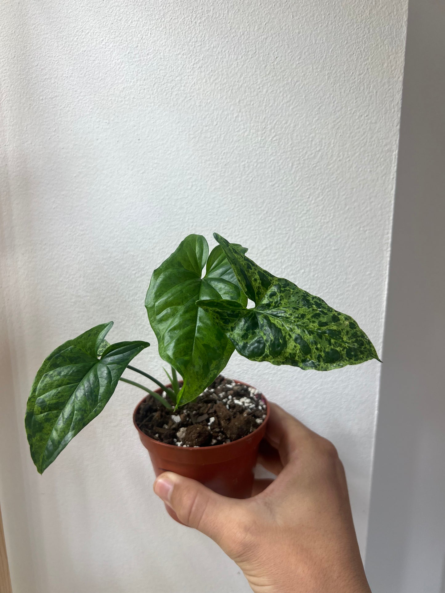 Syngonium mojito