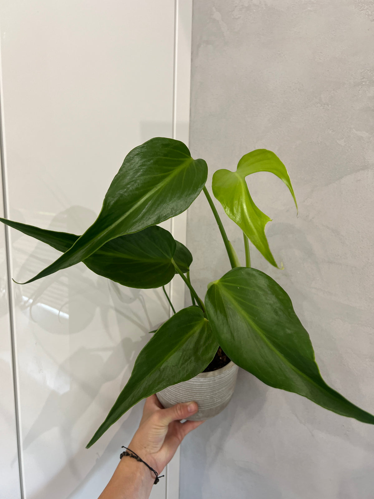 Monstera burle marx flame
