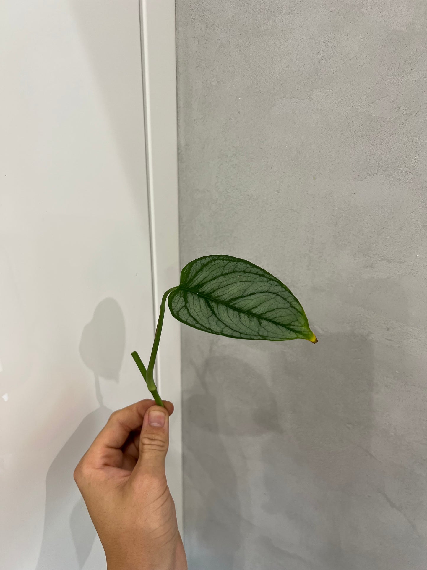 Monstera siltapecana el salvador
