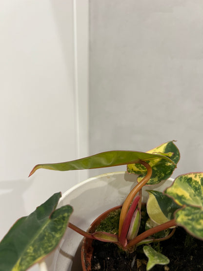 philodendron billietiae variegata