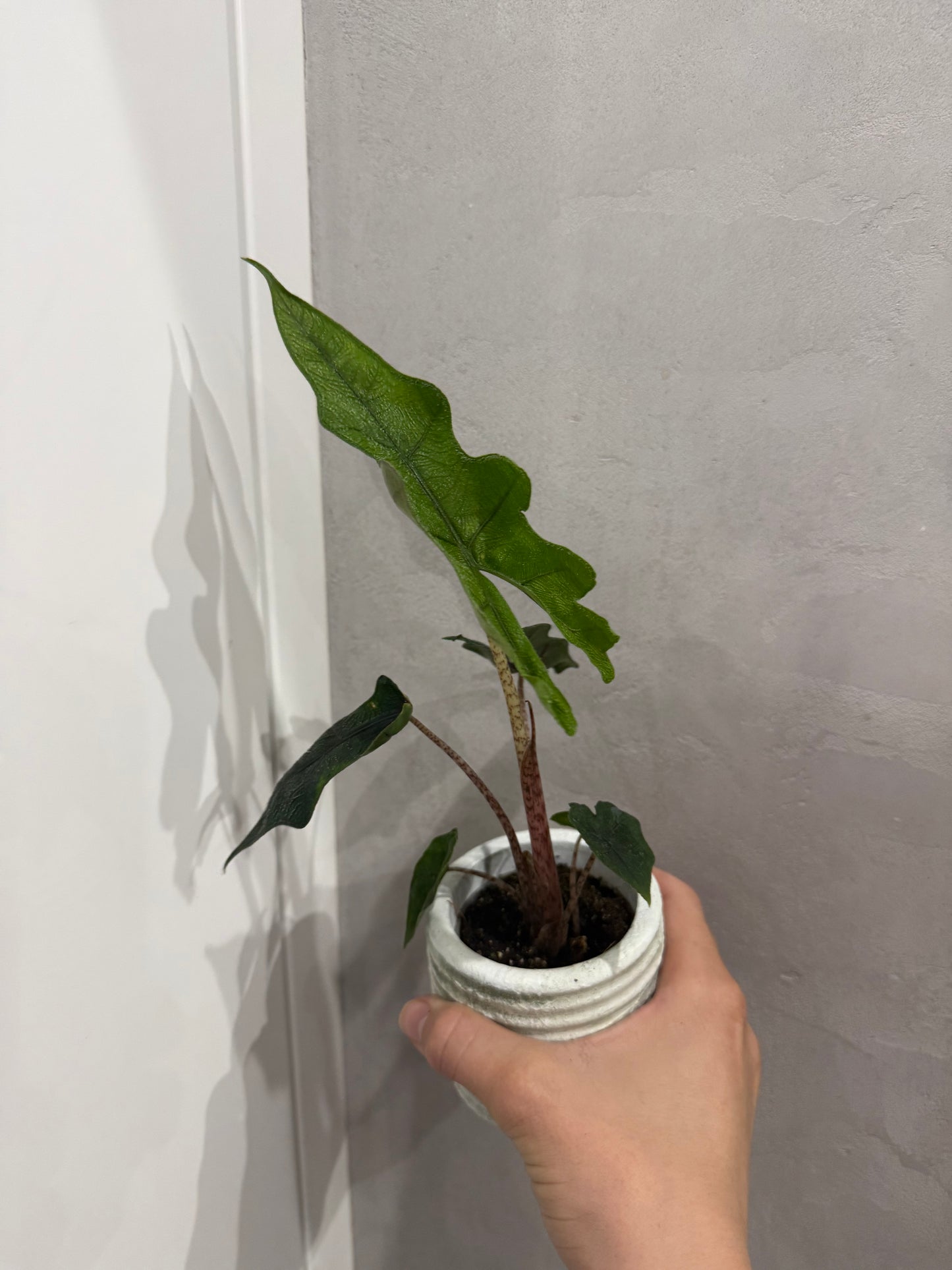 Alocasia jacklyn