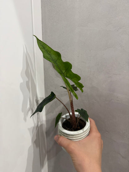 Alocasia jacklyn
