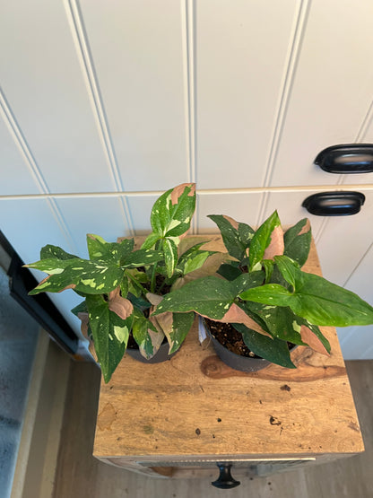 Syngonium Red spot tricolor