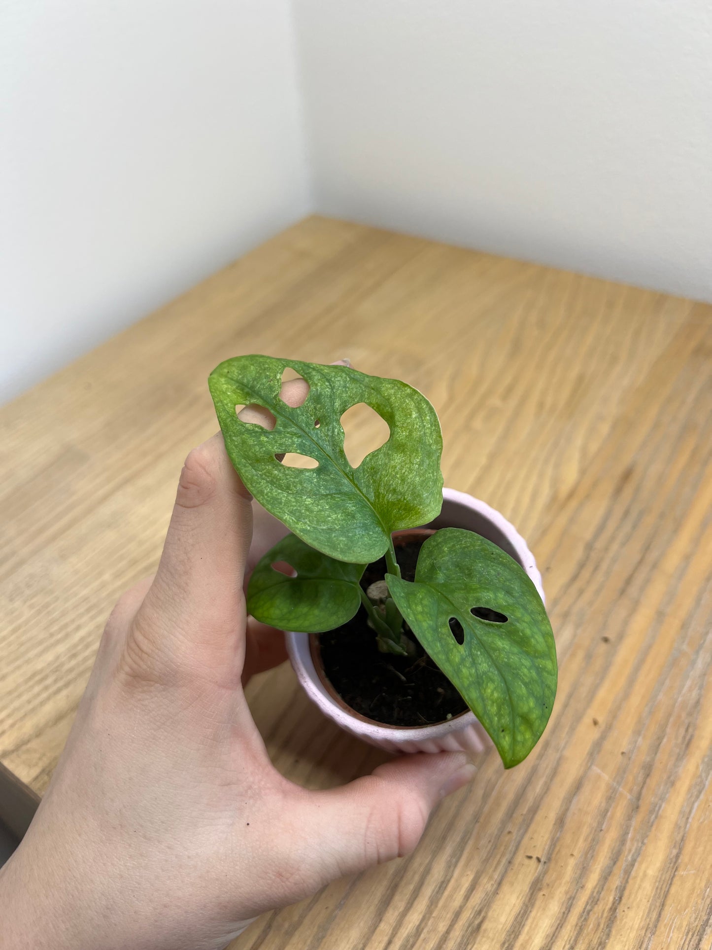 Monstera adansonii mint