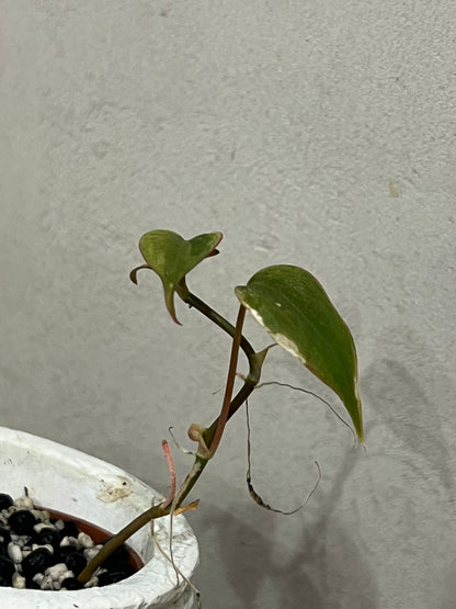 Philodendron micans mint variegated