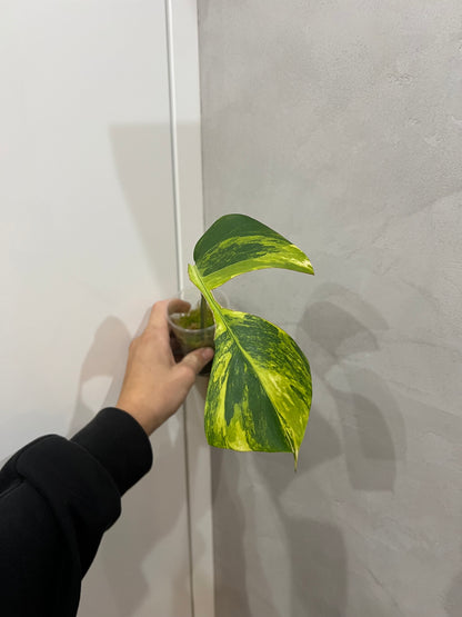 Monstera aurea variegated