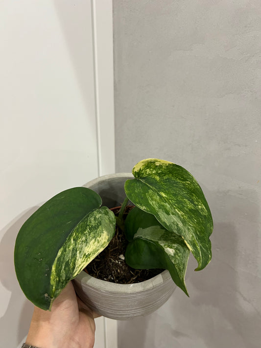 Scindapsus jade satin aurea