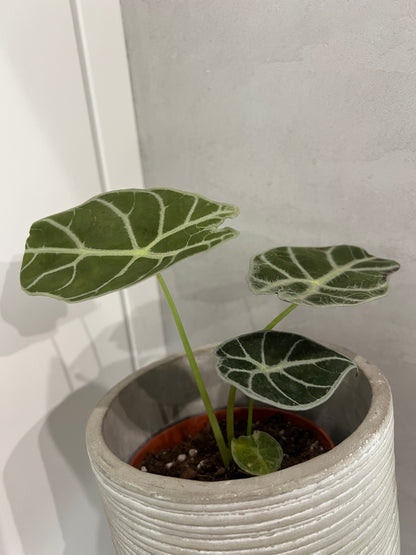 Alocasia watsoniana Lightning