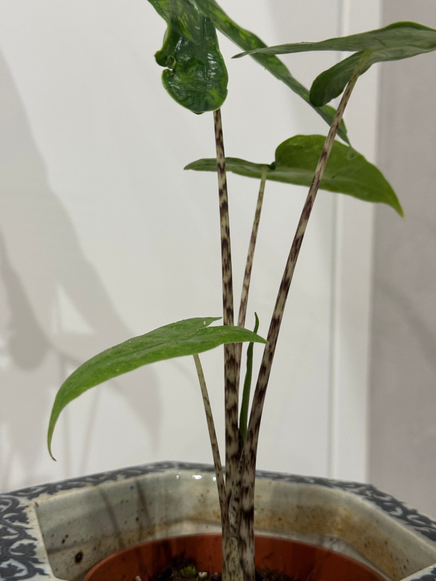 Alocasia reticulata
