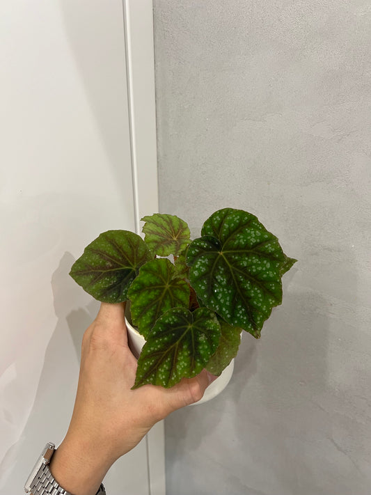 Begonia pseudoedulis 'Shiwanshan'