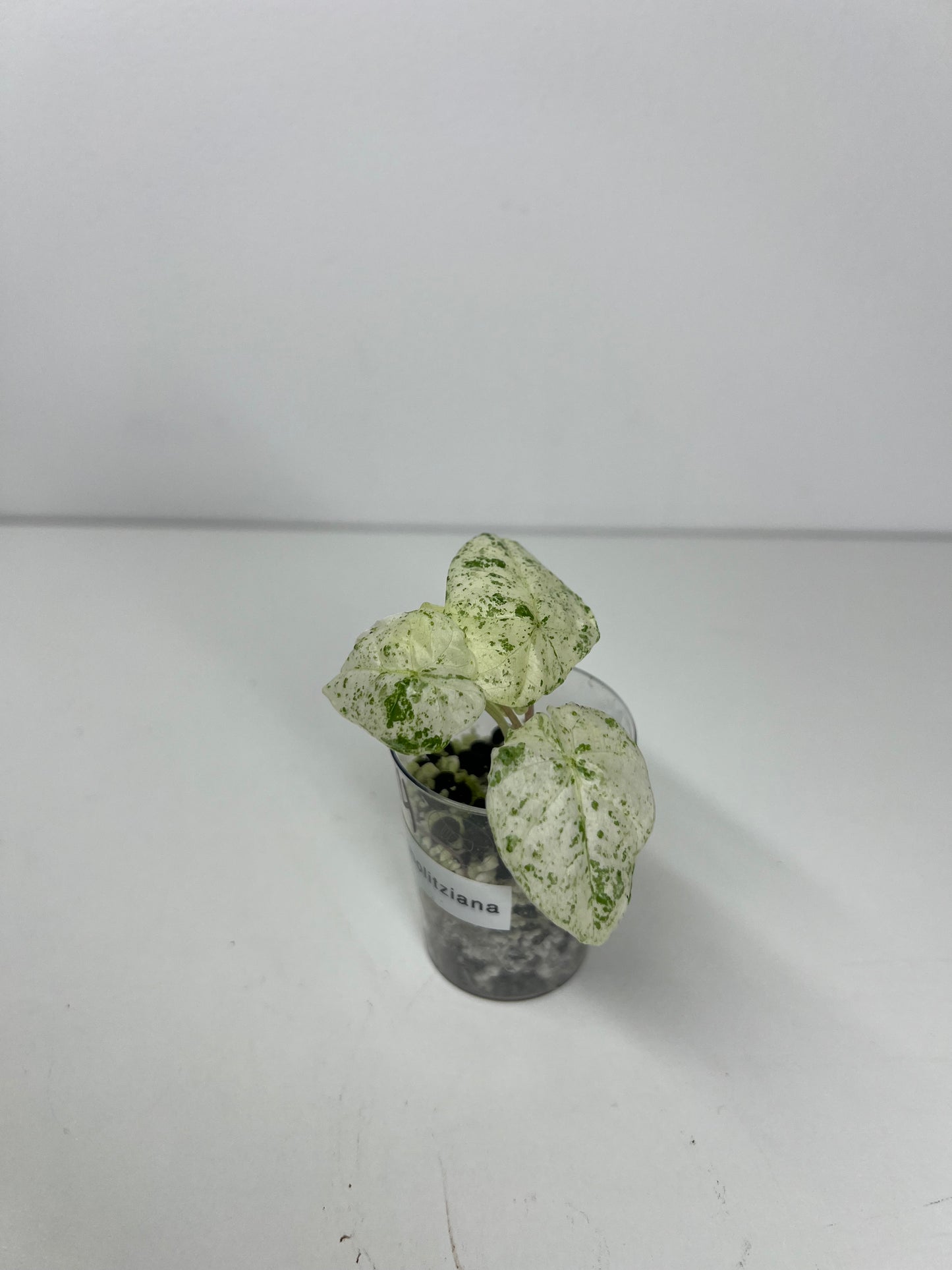 Alocasia micholitziana