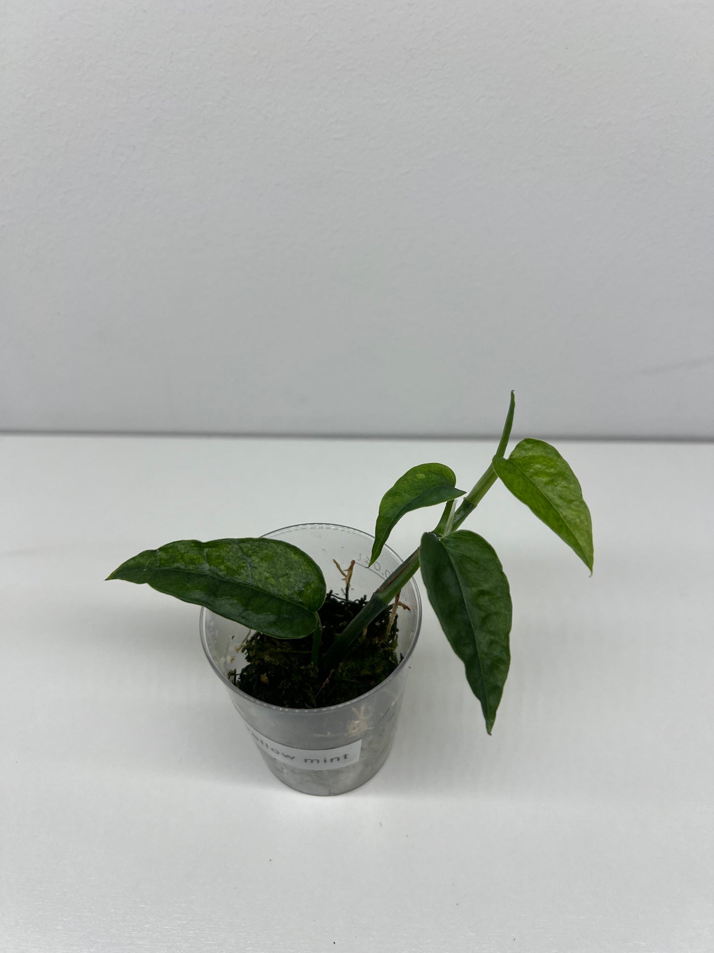 Epipremnum pinnatum 'Yellow Mint'