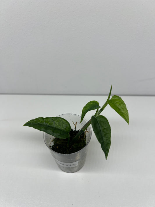 Epipremnum pinnatum 'Yellow Mint'