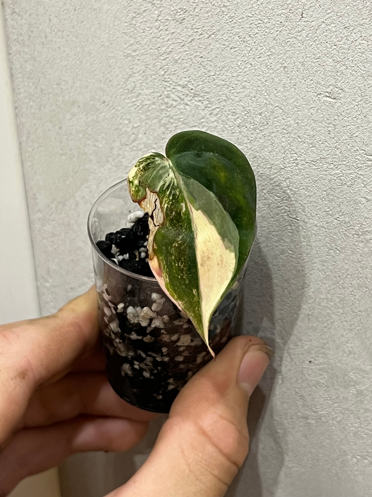 Philodendron micans variegated