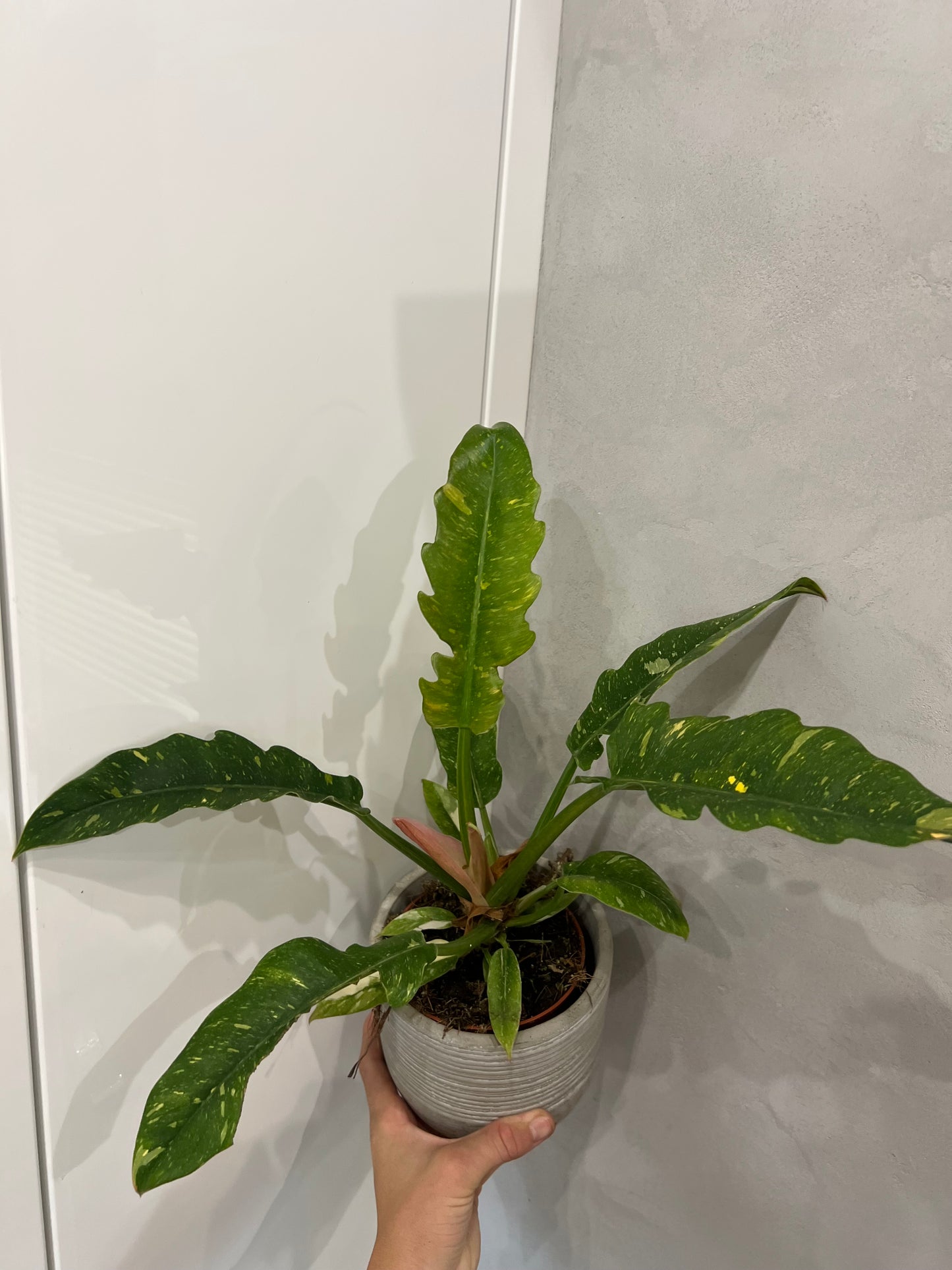 Philodendron ring of fire