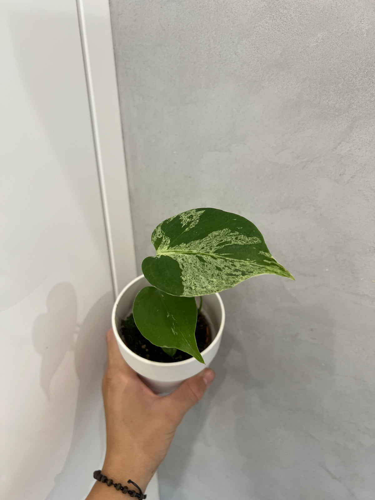 Monstera Bulbasaur