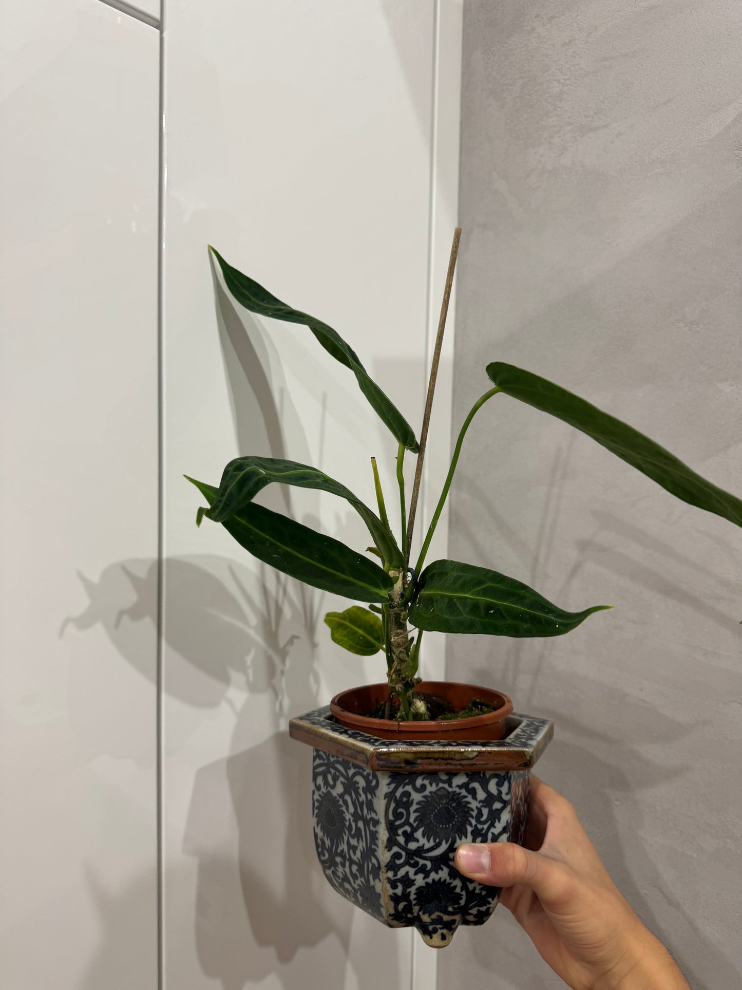 Anthurium warroqueanum