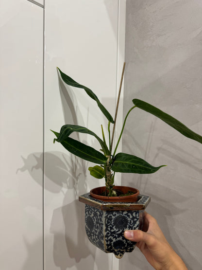 Anthurium warroqueanum