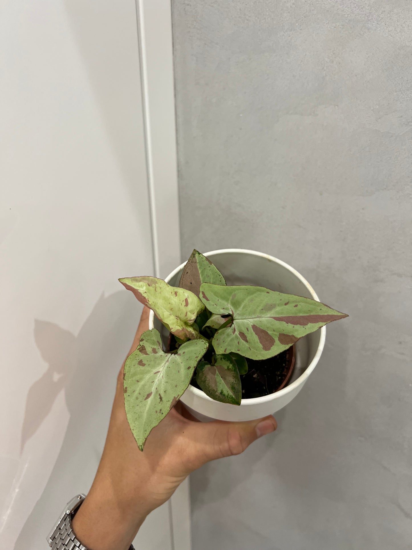Syngonium Strawberry Milk