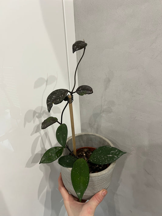 Hoya carnosa Stardust