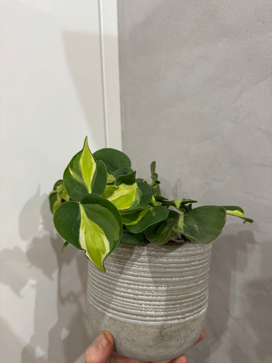 Philodendron cream splash