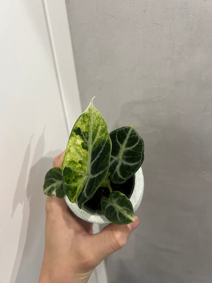Alocasia ninja albo variegated