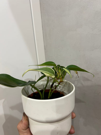 Philodendron cream splash
