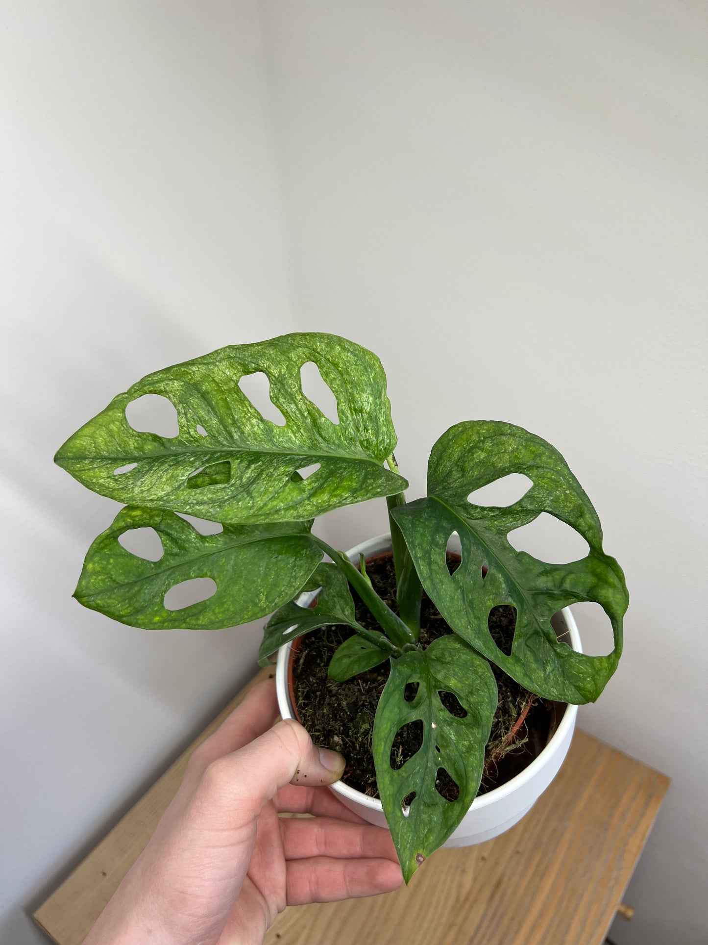 Monstera adansonii mint