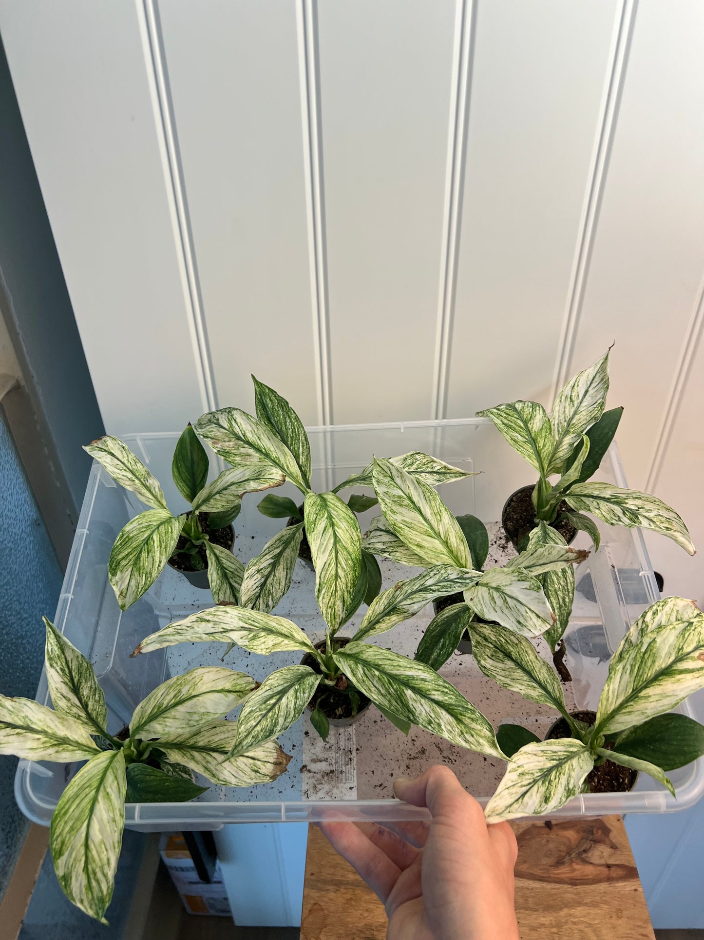 Spathiphyllum sensat
