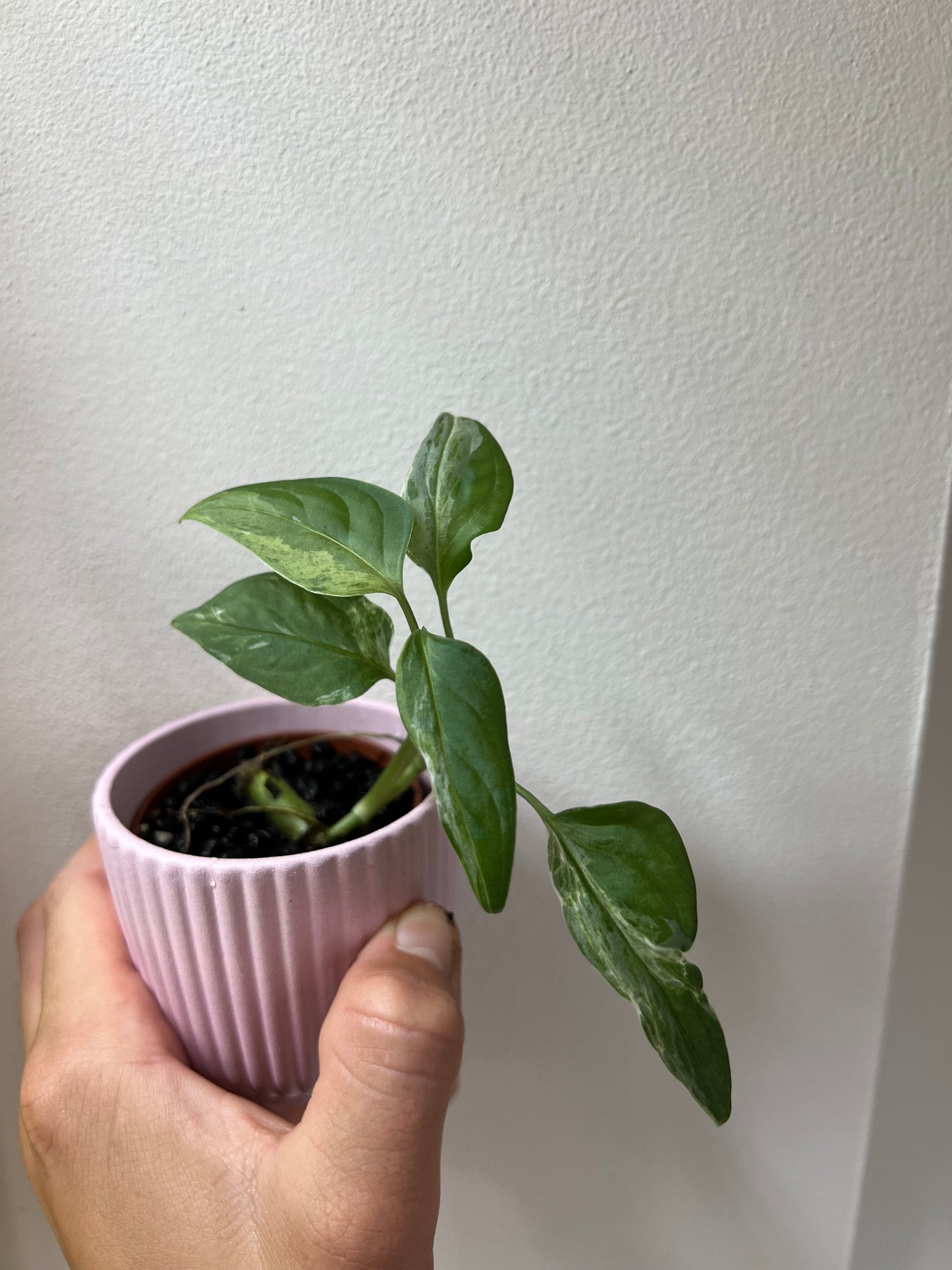 Monstera indonesian marble variegated