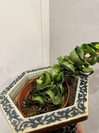 Hoya compacta mauna