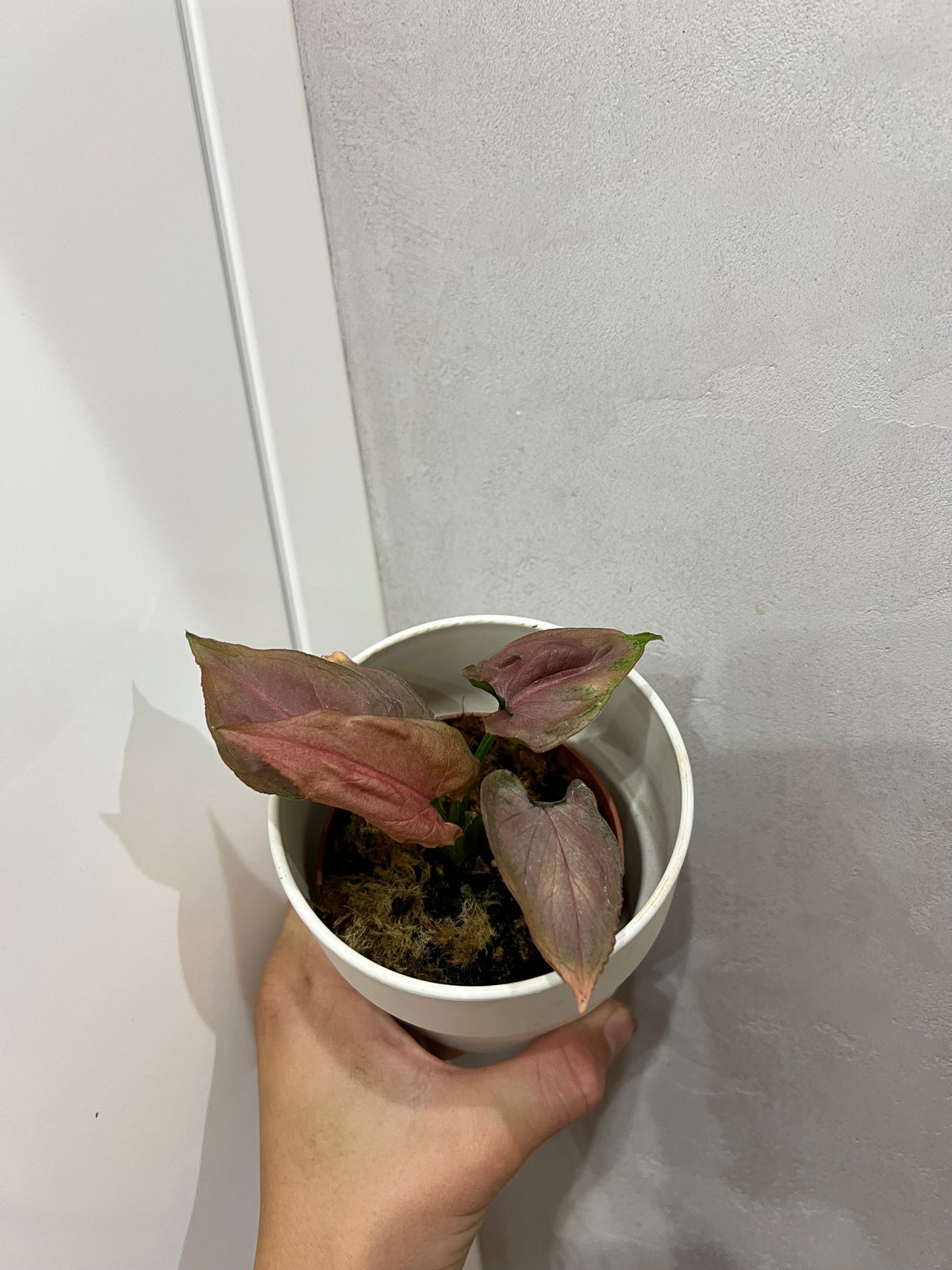 Syngonium Pink Perfection