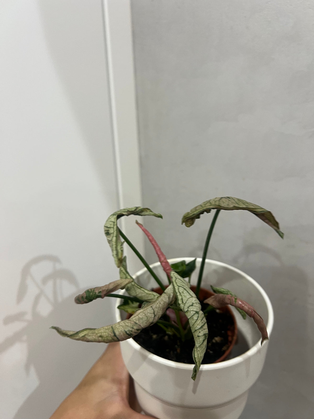 syngonium pink rolli