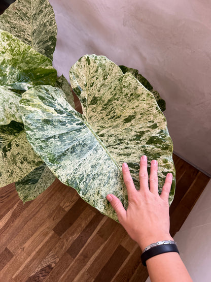 Alocasia Macrorrhiza Splash